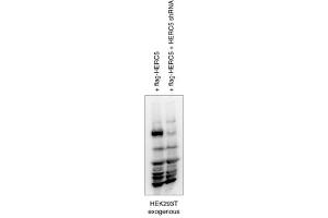 HERC5 antibody - middle region  validated by WB using hek293 cell lysate at 1:1000.