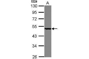 WB Image Sample (30 ug of whole cell lysate) A: A549 10% SDS PAGE antibody diluted at 1:1000 (PGD anticorps)