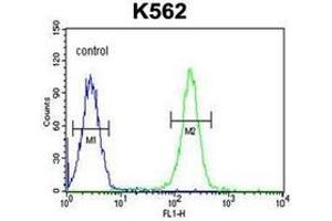 Flow Cytometric analysis of K562 cells using PAX1 Antibody (C-term) Cat. (PAX1 anticorps  (C-Term))