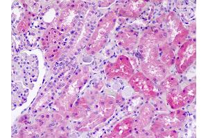 Anti-SLC36A1 antibody IHC staining of human kidney.