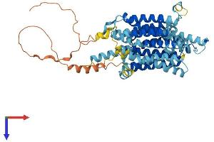 AlphaFold protein structure predicition of Human Recombinant SLC45A2 Protein, UniprotID Q9UMX9