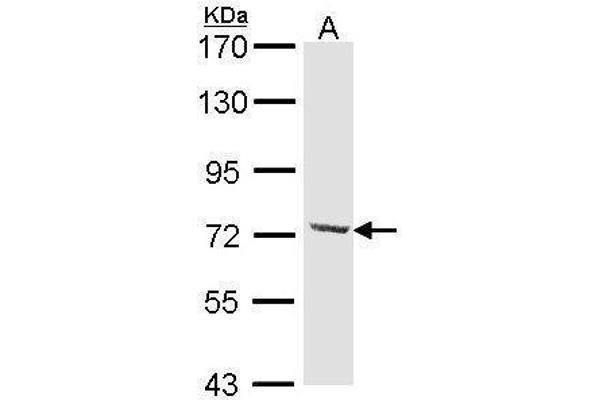DYNC1I2 anticorps