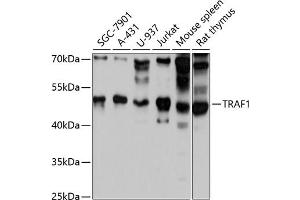 Western blot analysis of extracts of various cell lines, using TR antibody (ABIN1683118, ABIN3015094, ABIN3015095 and ABIN6213637) at 1:3000 dilution. (TRAF1 anticorps  (AA 217-416))
