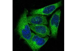 Immunofluorescent analysis of Hela cells, using PKC alpha Antibody .