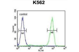 Flow cytometric analysis of K562 cells using OC90 Antibody (Center) Cat. (OC90 anticorps  (Middle Region))