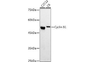 Western blot analysis of extracts of various cell lines, using Cyclin B1 antibody (ABIN7266555) at 1:500 dilution. (Cyclin B1 anticorps  (C-Term))
