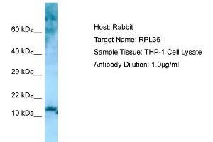 Host: RabbitTarget Name: RPL36Antibody Dilution: 1. (RPL36 anticorps  (N-Term))