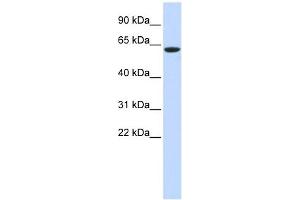 LINGO4 antibody used at 1 ug/ml to detect target protein. (LINGO4 anticorps  (Middle Region))