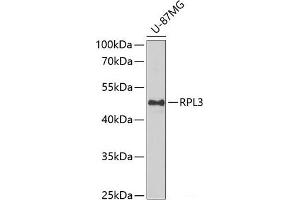 Western blot analysis of extracts of U-87MG cells using RPL3 Polyclonal Antibody at dilution of 1:1000. (RPL3 anticorps)