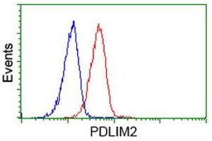 Image no. 2 for anti-PDZ and LIM Domain 2 (PDLIM2) antibody (ABIN1500126) (PDLIM2 anticorps)