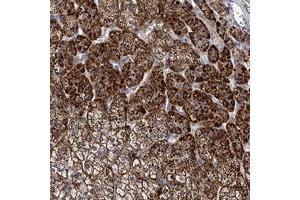Immunohistochemical staining of human adrenal gland with PANX2 polyclonal antibody  shows strong cytoplasmic positivity in cortical cells. (Pannexin 2 anticorps)