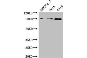 Western Blot Positive WB detected in: RAW264. (TNFAIP3 anticorps  (AA 97-183))