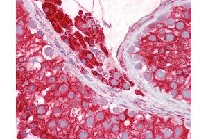 Anti-RTN4 / Nogo antibody IHC of human testis.