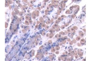 IHC-P analysis of Rat Stomach Tissue, with DAB staining. (Caspase 7 anticorps  (AA 1-250))