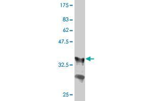 Western Blot detection against Immunogen (36. (GRB10 anticorps  (AA 61-150))