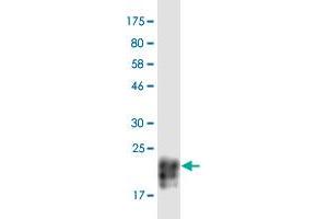 Western Blot detection against Immunogen (22 KDa) .
