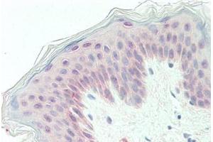Human Skin: Formalin-Fixed, Paraffin-Embedded (FFPE) (GPC1 anticorps  (Internal Region))