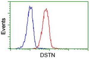 Image no. 11 for anti-Destrin (Actin Depolymerizing Factor) (DSTN) antibody (ABIN1497910) (Destrin anticorps)