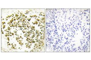 Immunohistochemistry (IHC) image for anti-Musculin (MSC) (C-Term) antibody (ABIN1849010) (Musculin anticorps  (C-Term))