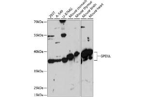 anti-Glycerol-3-Phosphate Dehydrogenase 1-Like (GPD1L) (AA 1-351) antibody