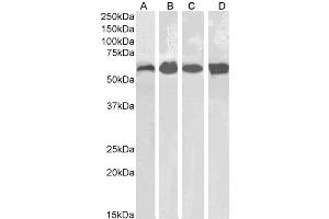 ABIN185651 (0. (Catalase anticorps  (Internal Region))