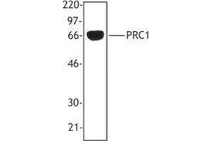 Western Blotting (WB) image for anti-Protein Regulator of Cytokinesis 1 (PRC1) antibody (ABIN2665339) (PRC1 anticorps)
