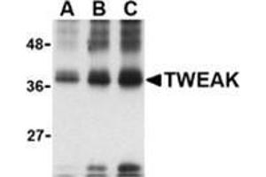 Western blot analysis of (A) 5 ng, (B) 25 ng and (C) 50 ng of recombinant TWEAK with this product at 1 μg/ml. (TWEAK anticorps)