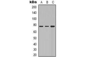 Western blot analysis of Beta-galactosidase expression in Hela (A), A549 (B), NIH3T3 (C) whole cell lysates. (GLB1 anticorps)
