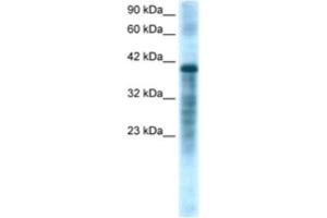 Western Blotting (WB) image for anti-Proteasome (Prosome, Macropain) 26S Subunit, ATPase, 3 (PSMC3) antibody (ABIN2460617) (PSMC3 anticorps)
