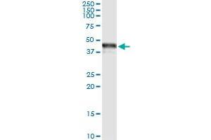 Immunoprecipitation of TRIB3 transfected lysate using anti-TRIB3 monoclonal antibody and Protein A Magnetic Bead , and immunoblotted with TRIB3 MaxPab rabbit polyclonal antibody.
