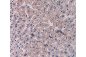 IHC-P analysis of liver tissue, with DAB staining. (RALBP1 anticorps  (AA 192-380))