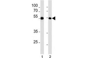 MEF2C antibody western blot analysis in 1) HL-60 and 2) K562 lysate.