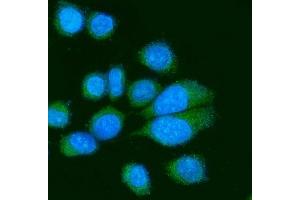 IF analysis of Poliovirus Receptor/PVR using anti-Poliovirus Receptor/PVR antibody (ABIN7601077). (Poliovirus Receptor anticorps  (AA 28-417))