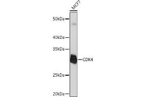 Western blot analysis of extracts of MCF7 cells, using CDK4 Rabbit mAb  at 1:1000 dilution. (CDK4 anticorps)