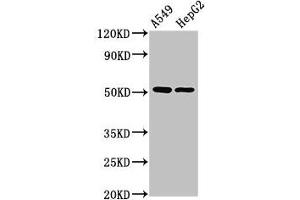 Western Blot Positive WB detected in: A549 whole cell lysate, HepG2 whole cell lysate All lanes: PPOX antibody at 2. (PPOX anticorps  (AA 1-477))