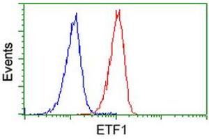 Image no. 3 for anti-Eukaryotic Translation Termination Factor 1 (ETF1) antibody (ABIN1498129) (ETF1 anticorps)