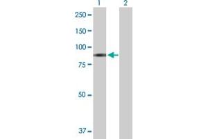 Western Blot analysis of GAB2 expression in transfected 293T cell line by GAB2 MaxPab polyclonal antibody. (GAB2 anticorps  (AA 1-676))