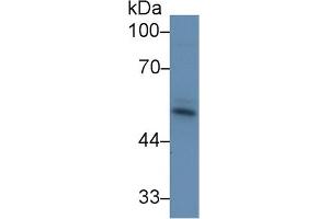 Western Blot; Sample: Bovine Skeletal muscle lysate; Primary Ab: 1µg/ml Rabbit Anti-Bovine ACVR2A Antibody Second Ab: 0. (ACVR2A anticorps  (AA 192-325))