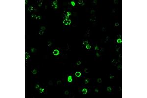 Immunofluorescence staining of human PBMC cells using CD8 Mouse Monoclonal Antibody (C8/468) followed by goat anti-mouse IgG-CF488 (green).