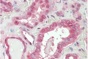 ABIN768583 (5µg/ml) staining of paraffin embedded Human Kidney. (NOX1 anticorps  (Internal Region))
