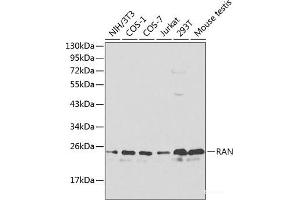 Western blot analysis of extracts of various cell lines using RAN Polyclonal Antibody at dilution of 1:1000. (RAN anticorps)
