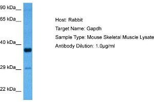 Host: Rabbit Target Name: GAPDH Sample Tissue: Mouse Skeletal Muscle Antibody Dilution: 1ug/ml (GAPDH anticorps  (Middle Region))