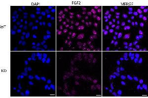 Immunocytochemical staining of HeLa cells using FGF2 antibody (ABIN7798604), 1:1,000), Top panel: wild-type (WT), Bottom panal: FGF2 shRNA knockdown (KD).