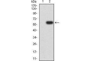 Western blot analysis using CD307B mAb against HEK293 (1) and CD307B (AA: extra 20-253)-hIgGFc transfected HEK293 (2) cell lysate.