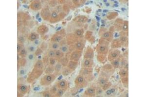 IHC-P analysis of Human Tissue, with DAB staining. (FAM20A anticorps  (AA 368-541))