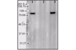 Western blot analysis of Hsp90α. (HSP90 Kit ELISA)