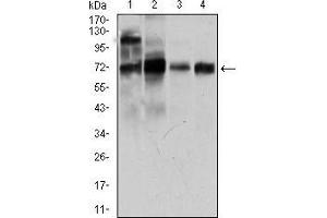 Western blot analysis using CLGN mouse mAb against LNCaP (1), HepG2 (2), PC-3 (3), and Raji (4) cell lysate. (Calmegin anticorps  (AA 249-405))