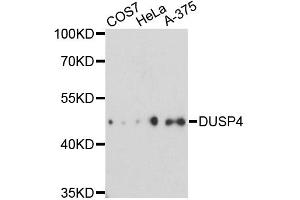 Western blot analysis of extracts of various cell lines, using DUSP4 antibody. (DUSP4 anticorps)