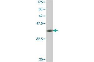 Western Blot detection against Immunogen (37.