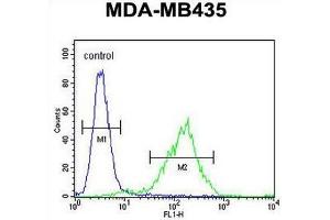 CK073 Antibody (N-term) flow cytometric analysis of MDA-MB435 cells (right histogram) compared to a negative control cell (left histogram). (C11orf73 anticorps  (N-Term))